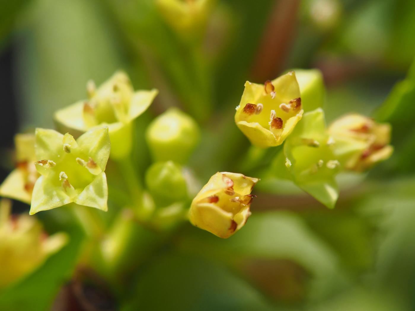 Buckthorn, Alpine flower